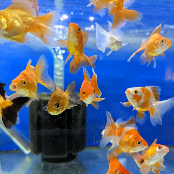 Assorted Ryukin Goldfish 2-3